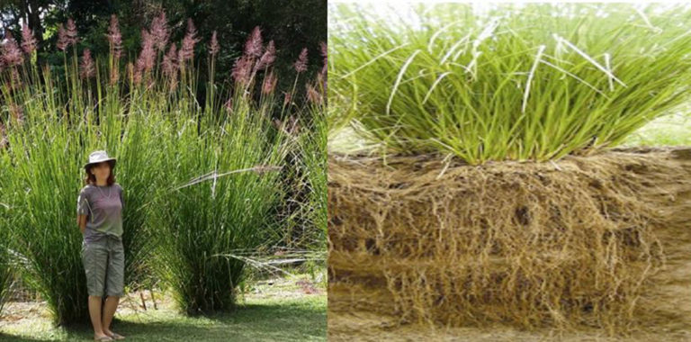 Para los amantes del jardín: Hoy escribiré sobre “Vetiver, pasto maravilloso”