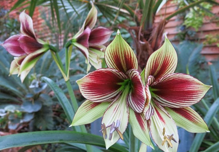 Para los amantes del jardín: Hoy escribiré sobre “amarillis”