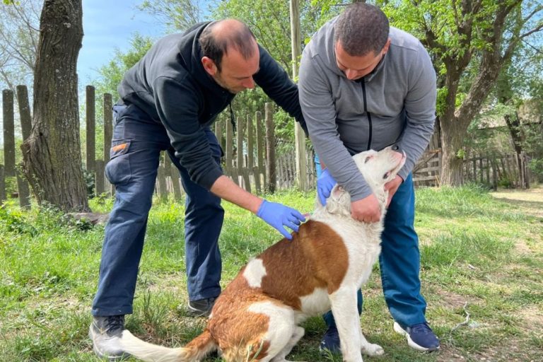 Empezó la campaña contra la garrapata en General Pico: Continuará con tres puntos simultáneos durante diez jornadas