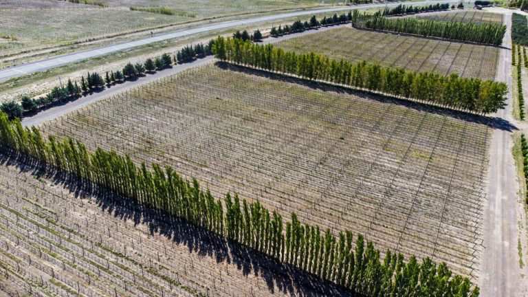 Avanza la producción privada y en la Chacra Experimental del Ente Provincial del Río Colorado