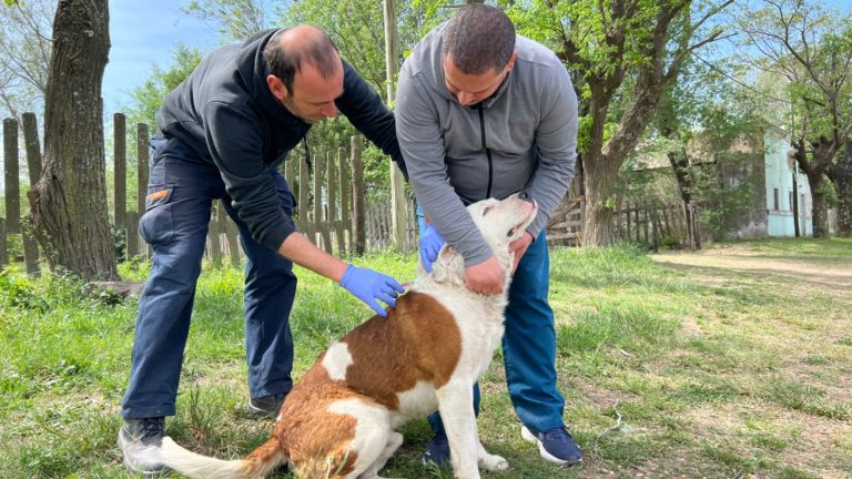 Campaña contra la garrapata y vacunación antirrábica: mirá el cronograma barrio por barrio
