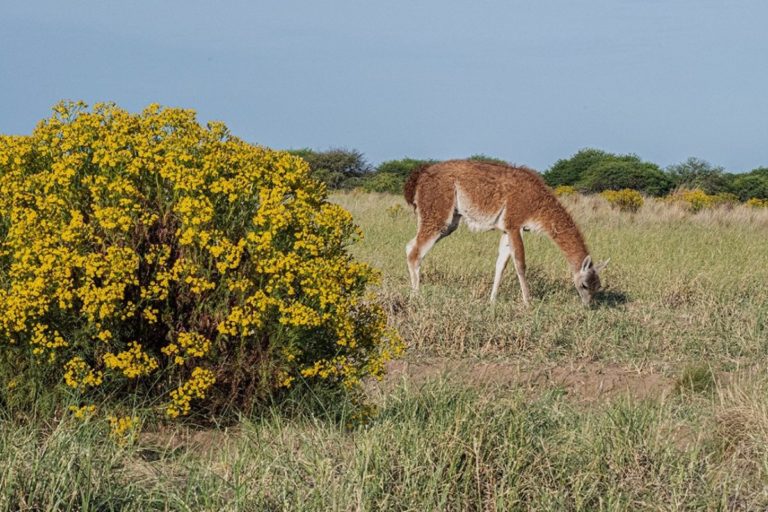 “El retorno de los nuestros”: Guanacos procedentes de Santa Cruz serán trasladados a Parque Luro