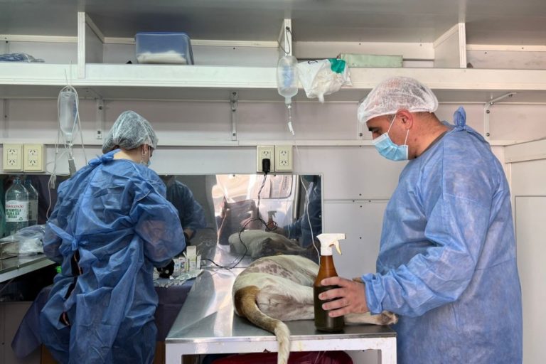 Tras la doble jornada en barrio Ranqueles, se superaron las 3 mil castraciones de mascotas en lo que va del 2022 en General Pico