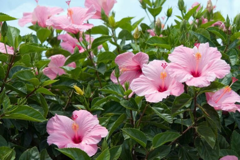 Para los amantes del jardín: Hoy escribiré sobre “rosa china”