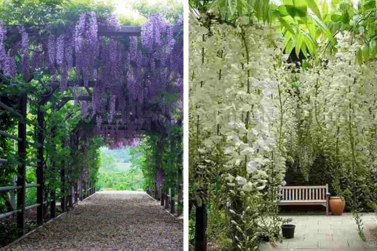 Para los amantes del jardín: Hoy escribiré sobre “glicina”