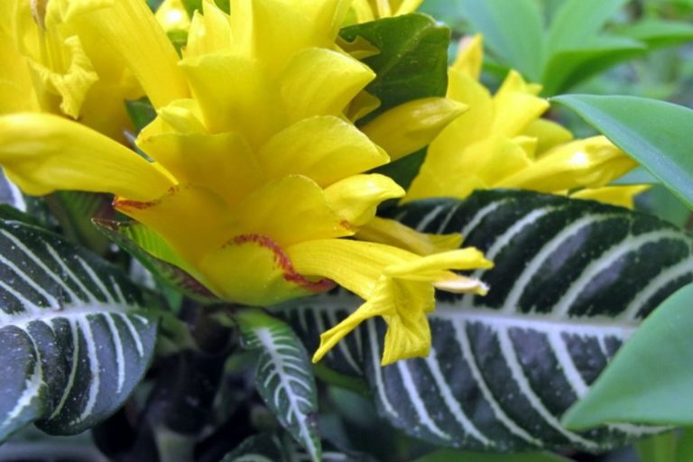 Para los amantes del jardín: Hoy escribiré sobre “afelandra”