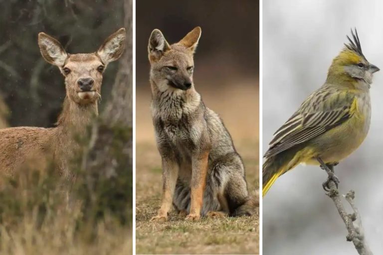 RECORRIDO HISTÓRICO, CULTURAL Y NATURAL: Fueron a tomar fotografías al Parque Luro y ¡mirá las maravillas que encontraron!