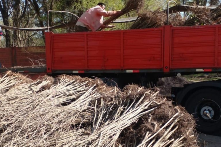 Desde el Ministerio de la Producción se vendieron más de 32 mil árboles a San Luis por más de $ 22 millones