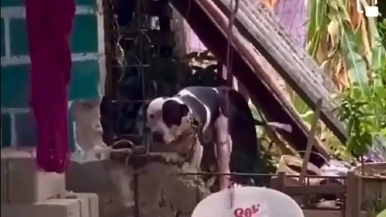 México: un pitbull le arrancó un brazo a un ladrón que entró a robar a la casa de su dueño, ahora quieren sacrificarlo