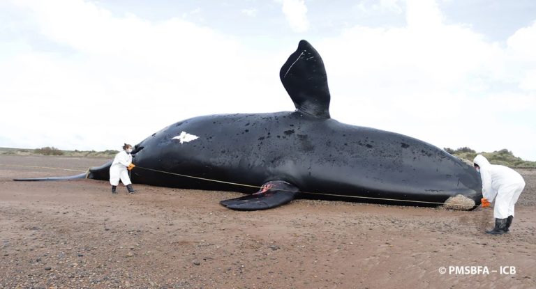 Muerte de ballenas en Puerto Madryn: “todo apunta a la intoxicación por la marea roja” explicó el periodista Mario Gaggero