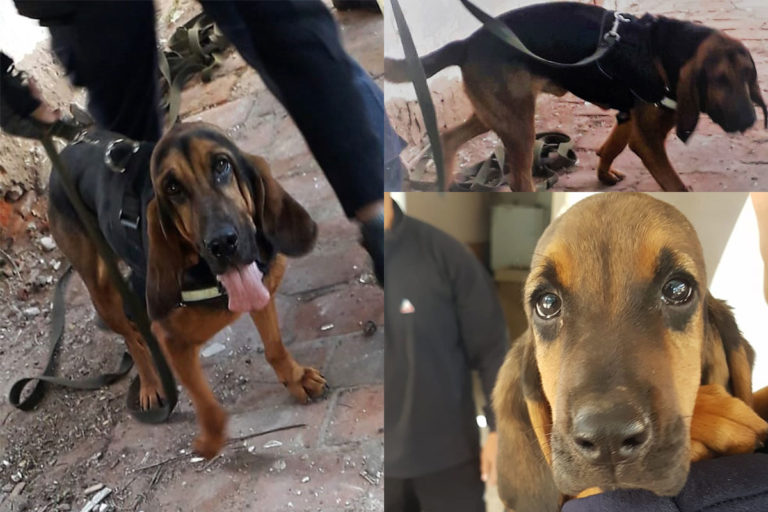 ¡HASTA SIEMPRE HUGO!: tristeza en la policía pampeana por la muerte “de nuestros héroes de cuatro patas”
