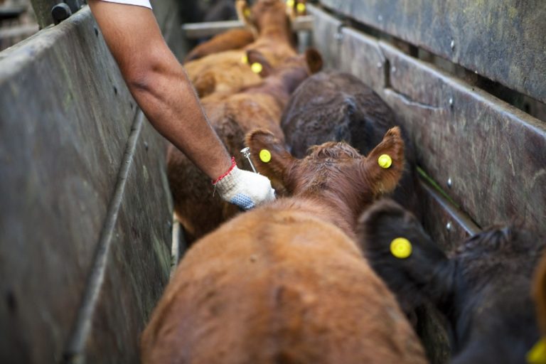 Inicia 2° Campaña de Vacunación Antiaftosa 2022