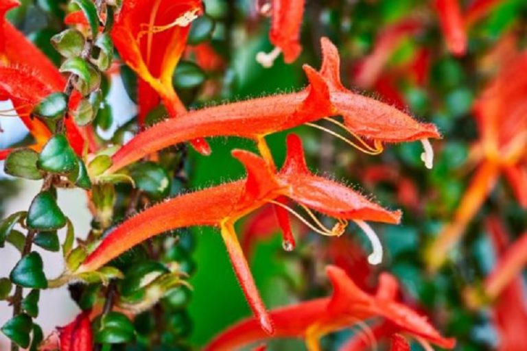 Para los amantes del jardín: Hoy escribiré sobre “columnea”