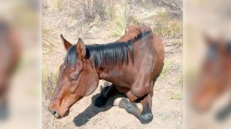 “Todos por Durazno”: piden ayuda para salvarle la vida a un caballo pura sangre que fue abandonado en un campo en Mendoza