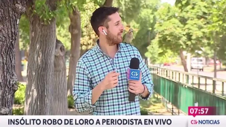 Video: un periodista chileno fue “asaltado” por un loro que le quitó los auriculares cuando transmitía en vivo