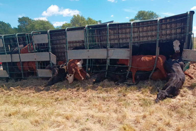 Volcó un camión con hacienda en Ruta Nacional 5 a escasos kilómetros de Anguil y hay varios animales muertos