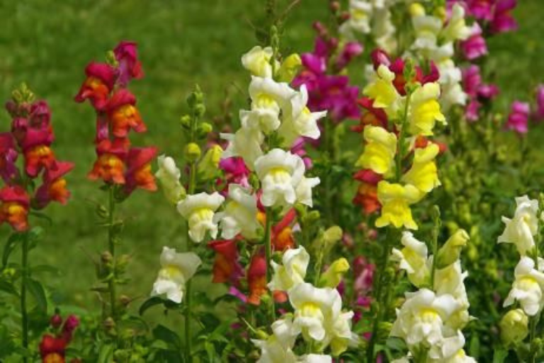 Para los amantes del jardín: hoy escribiré sobre los “conejitos”