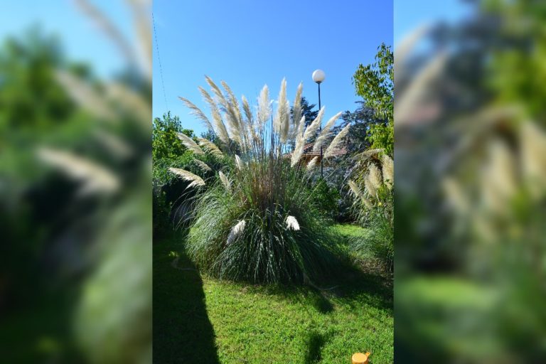 Para los amantes del jardín: hoy hablare de cortadera, Cola de Zorro, Hierbas de Las Pampas