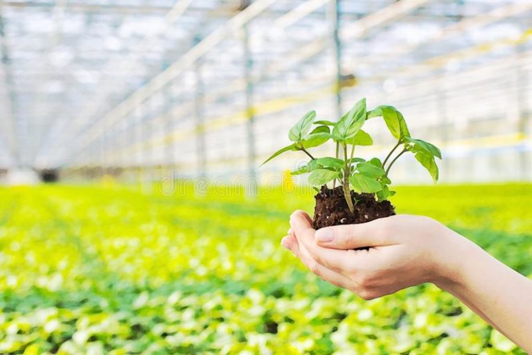 Más de 40 expositores serán parte de la Expo Verde Primavera este fin de semana en General pico