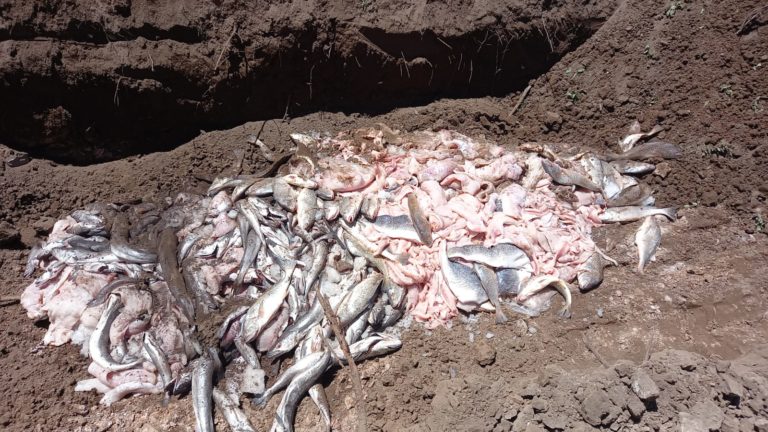 Iban rumbo a Mendoza: decomisaron 660 kilogramos de pescados sin rotular en el puesto camionero de Chamaicó