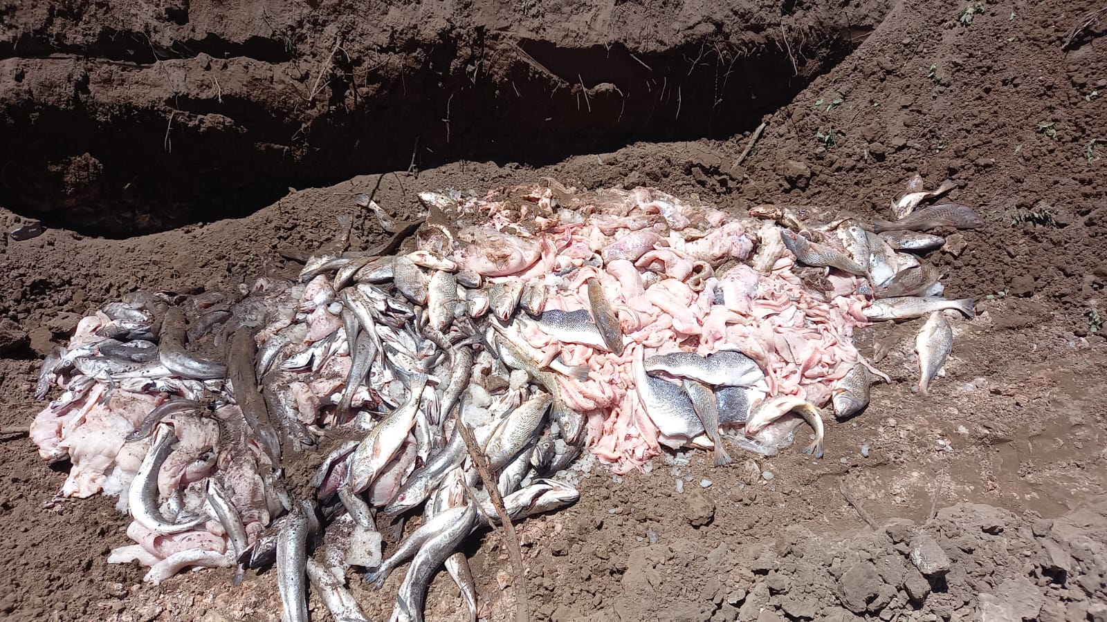 Iban rumbo a Mendoza: decomisaron 660 kilogramos de pescados sin rotular en el puesto camionero de Chamaicó