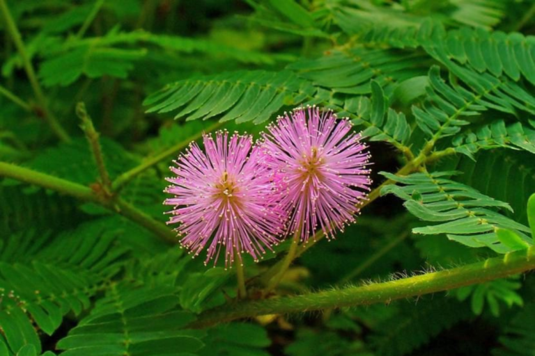 Para los amantes del jardín: hoy escribiré sobre la “Mimosa”