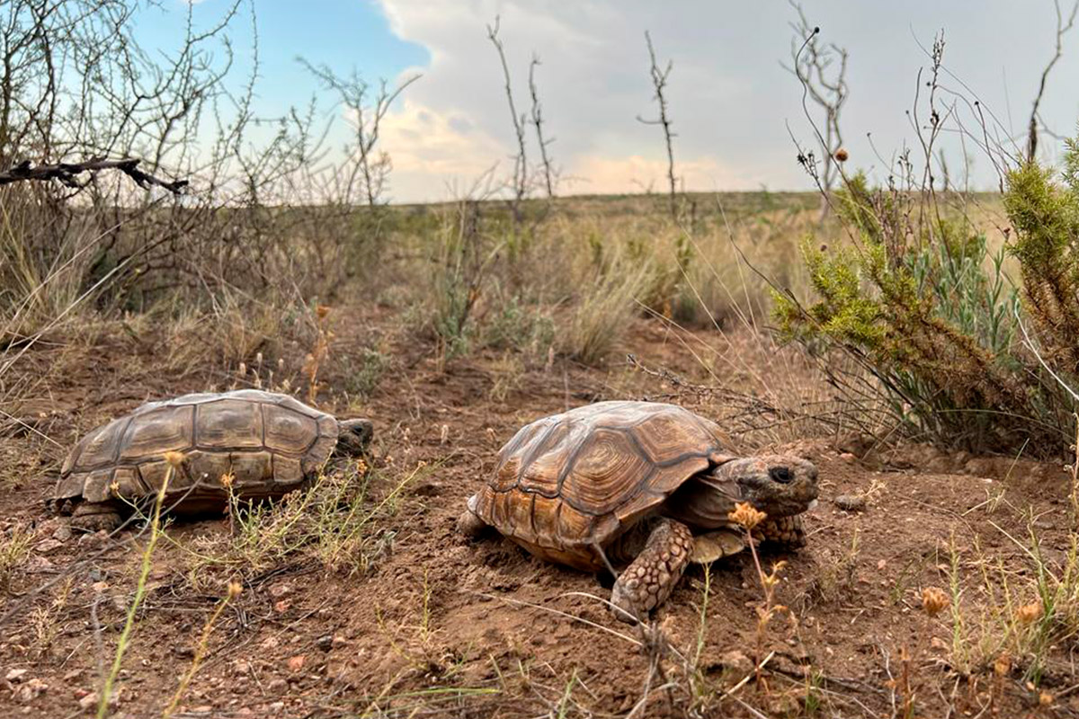 Liberaron 12 tortugas terrestres en la Reserva Provincial Pichi Mahuida