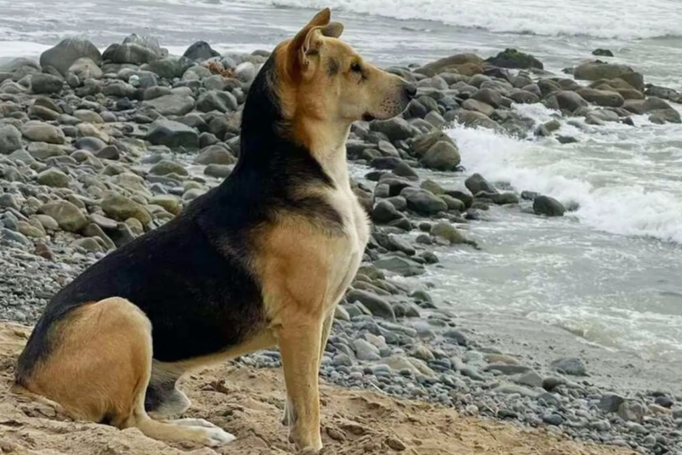 Amor puro: un perro espera todos los días el regreso de su dueño, un pescador que murió en el mar