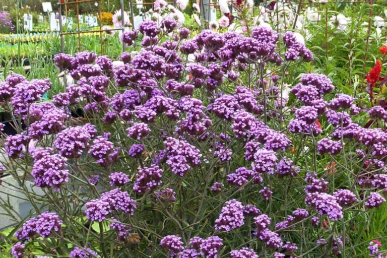 Para los amantes del jardín: Hoy escribiré sobre la “verbena patagónica”