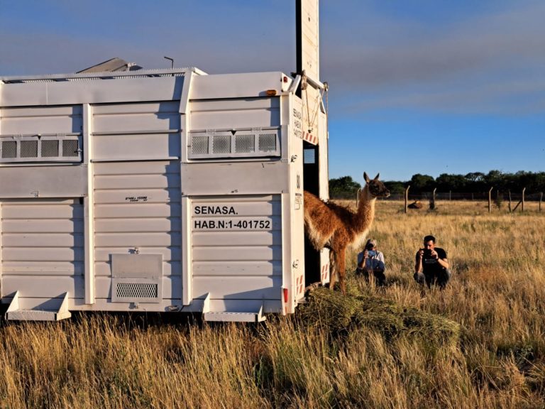 Grupo de guanacos silvestres trasladados desde Santa Cruz a La Pampa para repoblar la especie