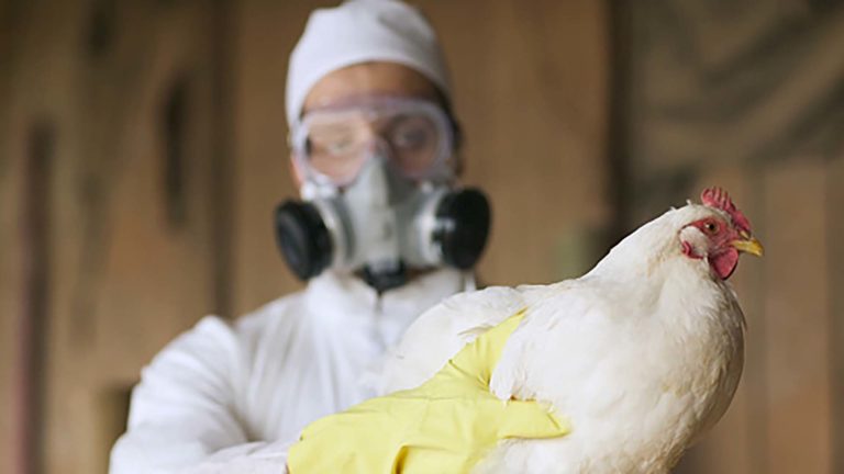 Granjas en alerta ante el riesgo de propagación del virus de Influenza Aviar en Argentina