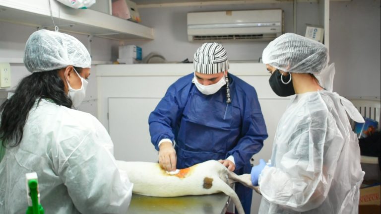 Castración en General Pico: casi 4.000 perros y gatos fueron operados