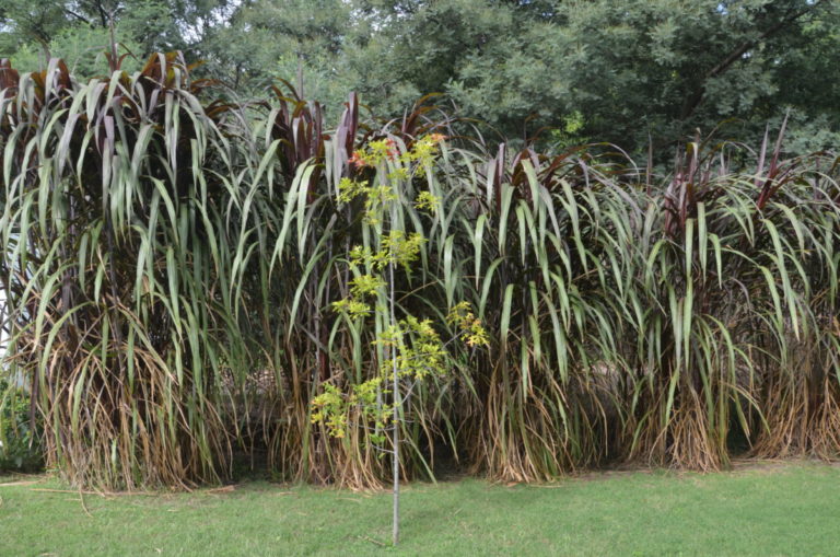 Para los amantes del jardín: hoy escribiré sobre la Sacharum, “la caña de azúcar rubra”