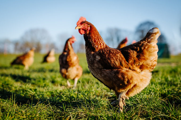 Mesa Provincial de Zoonosis alerta sobre peligrosidad de Influenza Aviar en La Pampa