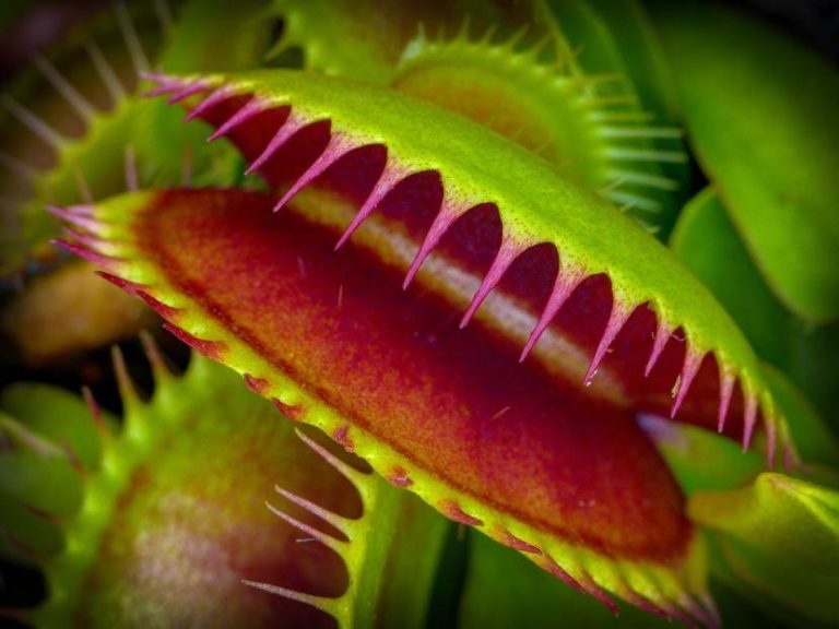 Para los amantes del jardín: hoy escribiré de la “Venus”, la planta carnívora
