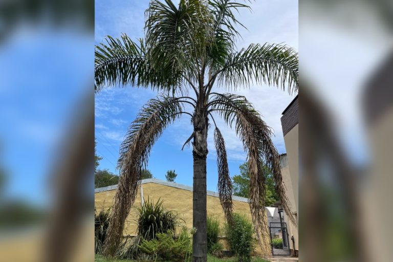 Para los amantes del jardín: hoy escribiré sobre el “Pindo”