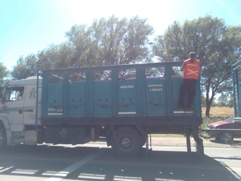 El Senasa decomisó más de 20 toneladas de alimentos no aptos para consumo durante 2022 en controles de transporte en La Pampa y San Luis