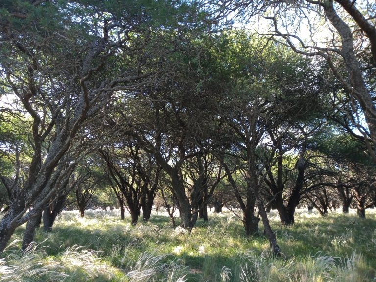 Abren la inscripción de campos para caza deportiva en La Pampa