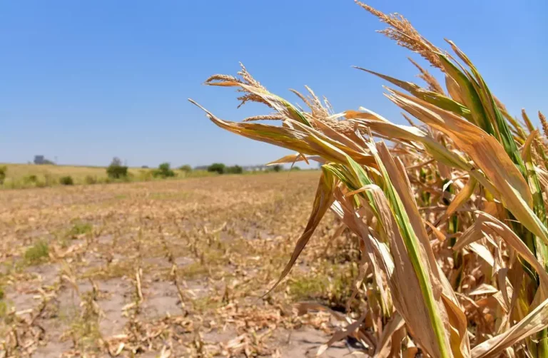 La Pampa entre las provincias argentinas afectadas por sequía: Ministerio de Economía declara estado de emergencia