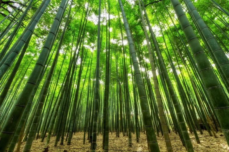 Para los amantes del jardín: hoy escribiré sobre la Caña de Bambú