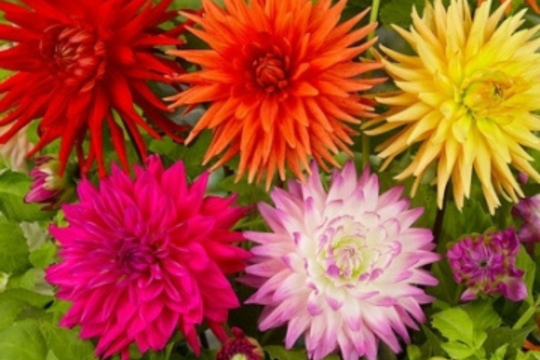 Para los amantes del jardín: hoy escribiré sobre las “Dalias”
