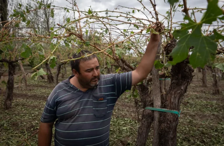 “Nunca en mi vida vi algo así, ¡lo perdí todo!”: el dolor de los productores afectados por el granizo en Mendoza