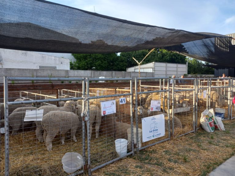 Ley Ovina: En La Pampa financiaron por 28 millones de pesos al sector durante el 2022