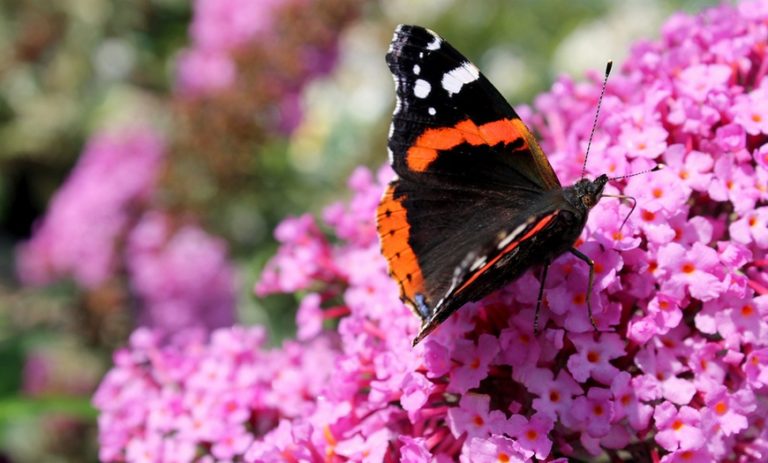 Para los amantes del jardín: hoy escribiré de la Budleia, el “arbusto de las mariposas”