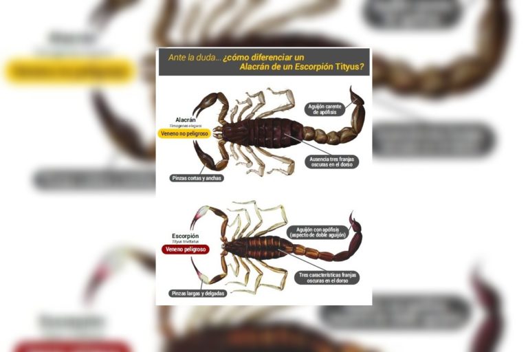 La Pampa: Brindan información precisa sobre especies que aparecen en esta época del año y que son potencialmente peligrosos
