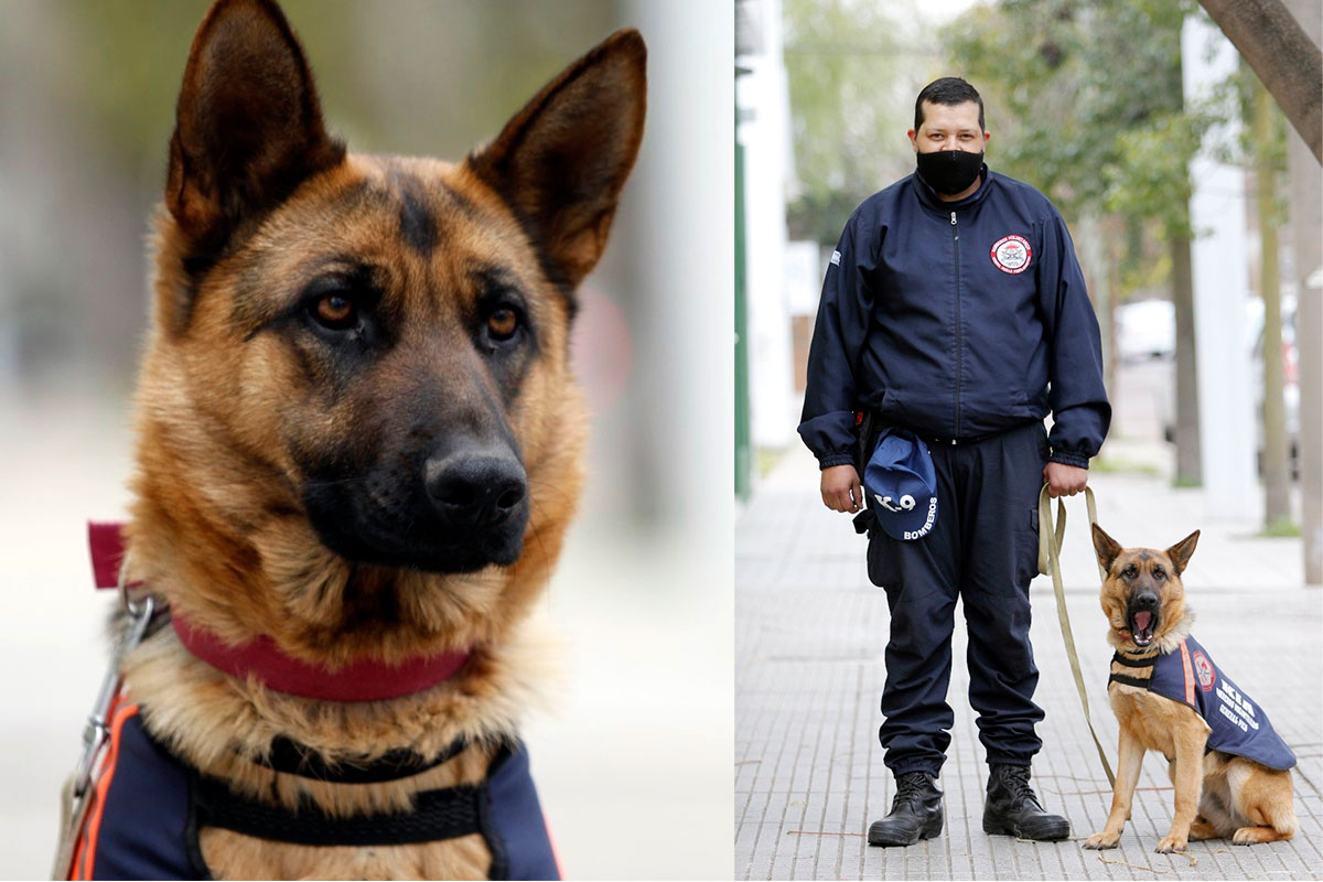 La perra Kia y el Sargento Martínez: la dupla de búsqueda de personas que tienen los bomberos piquenses