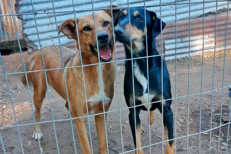 ¡Adoptemos perritos del refugio piquense!: 150 animales nos están esperando