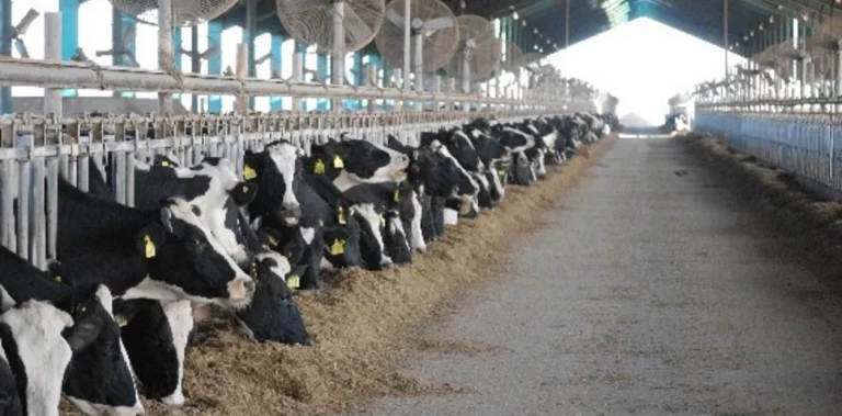 Implementan Programa de Asistencia al Sector Tambero: enfocado en pequeños y medianos productores
