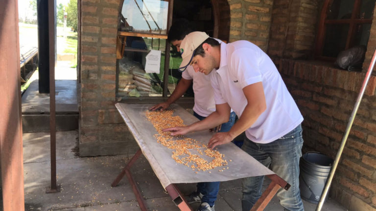 La Pampa: Certificación de 420 toneladas de grano de maíz para exportar a Chile