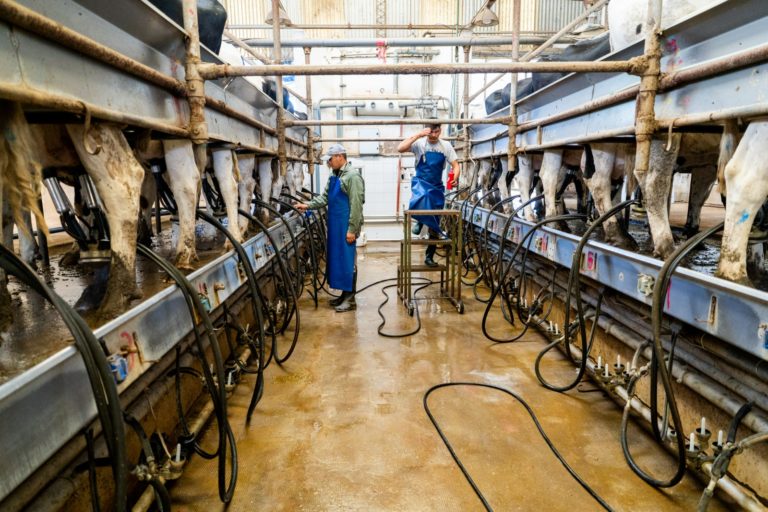 Créditos bonificados, capacitación e infraestructura para beneficio del sector tambero